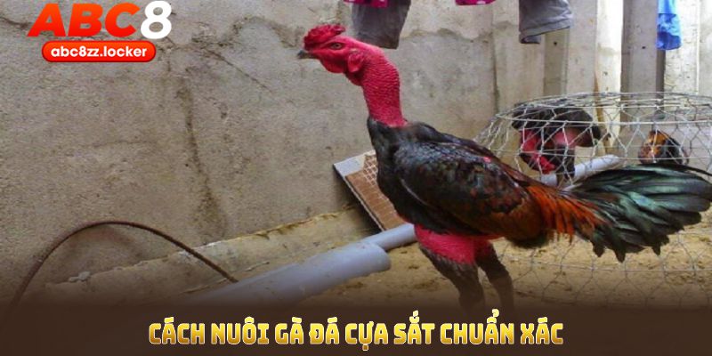 Cách nuôi gà đá cựa sắt chuẩn xác bắt đầu ngay từ khâu chọn gà con