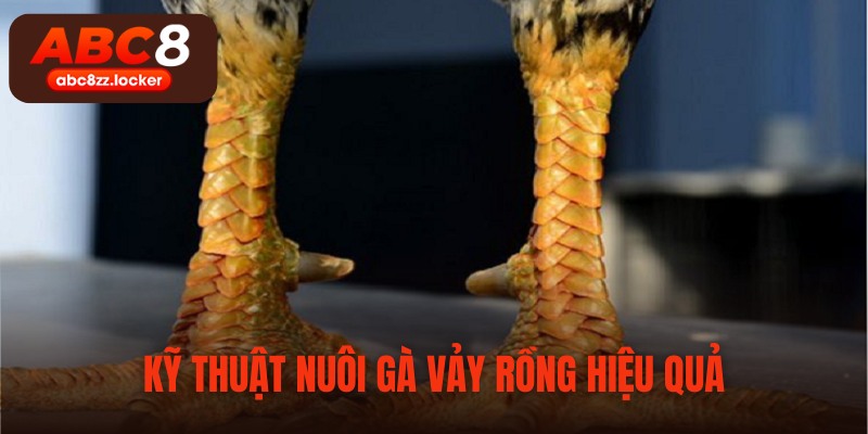 Những kỹ thuật khi nuôi gà chân vảy rồng mà bạn cần nắm